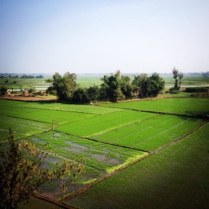 Rice fields surrounding Hoian Greenlife